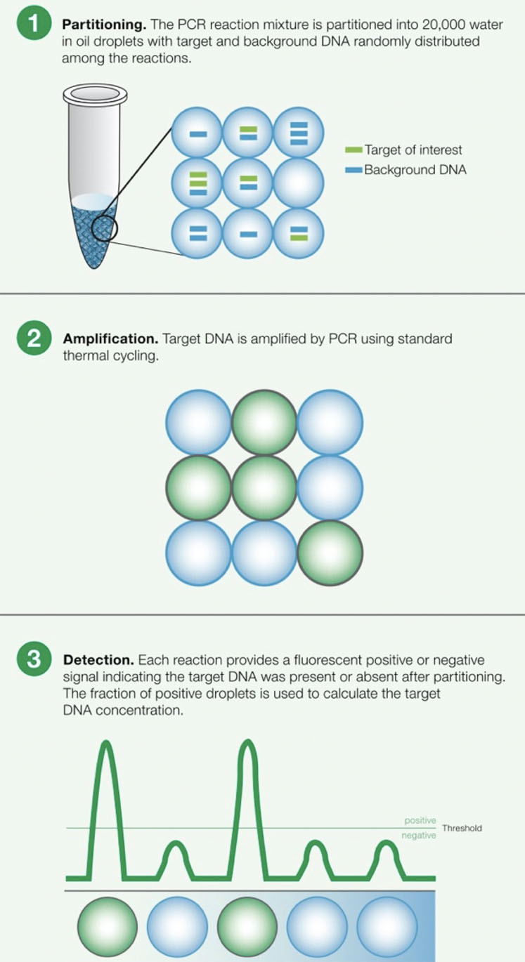 Figure 1: Principles of droplet digital PCR (ddPCR)
