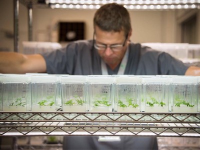 GB Sciences taps into cannabinoid market with new company in Canada