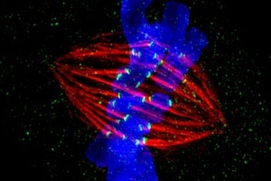 GE Healthcare names Cell Imaging Competition winners