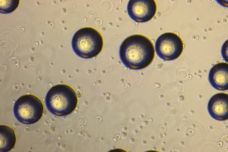 GenCure completes 80-litre stem cell production run
