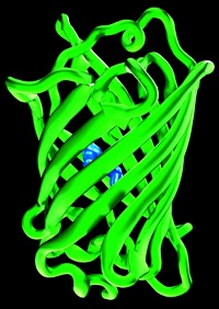 Holoxica team creates hologram of GFP structure