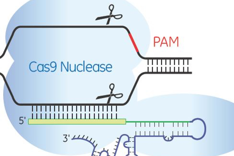 Horizon Discovery expands CRISPR gene editing portfolio