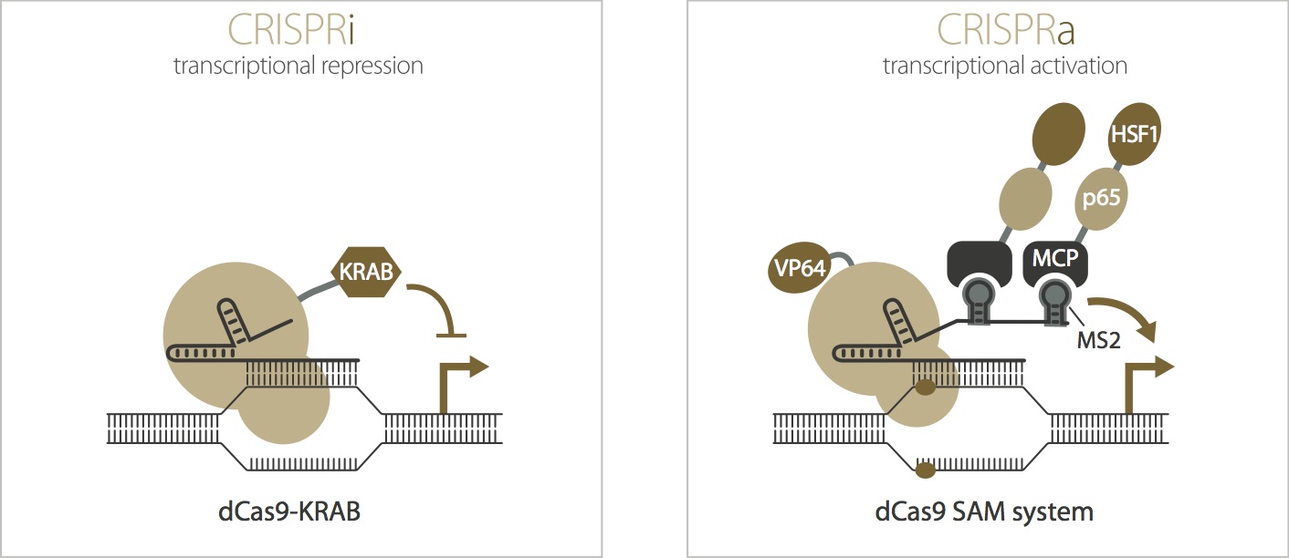 Horizon Discovery launches genome-wide CRISPRi and CRISPRa screening services