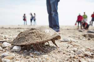 Hot topics in endotoxin testing