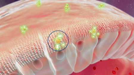 Improving oral drug delivery