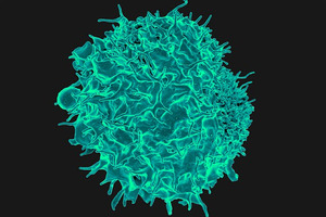 Ipsen licenses Biomunex Pharmaceuticals' bispecific antibody, BMX-502