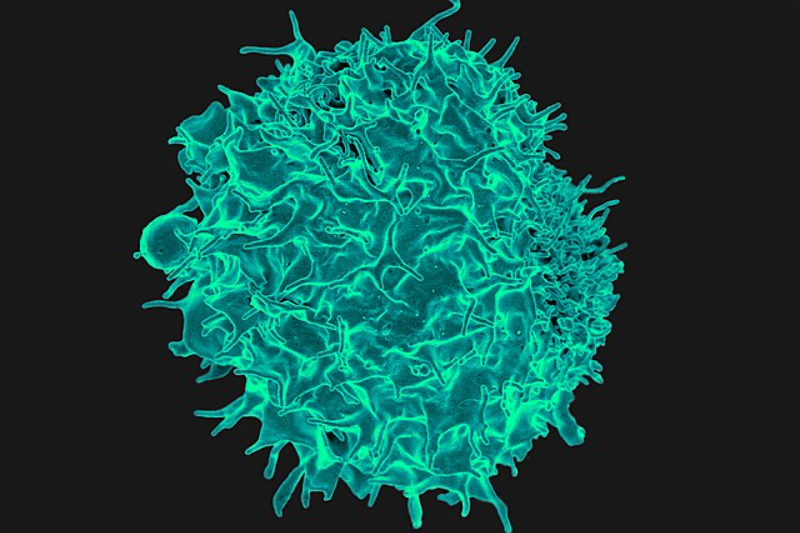 Ipsen licenses Biomunex Pharmaceuticals' bispecific antibody, BMX-502