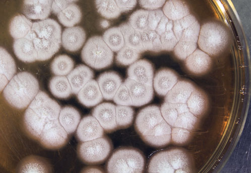 Is the production of biologic drugs ready for an overhaul?