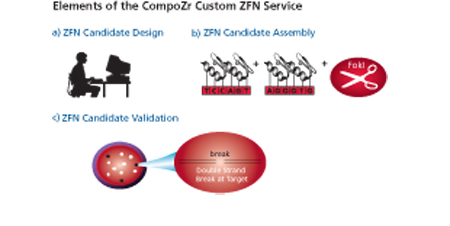 Figure 2: CompoZr ZFNs make the modification of cell line a straightforward lab process