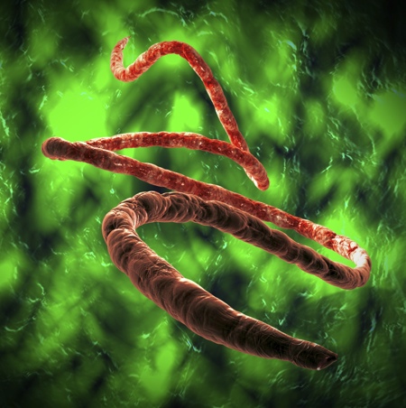 Kymab and the Wellcome Trust initiate Ebola project