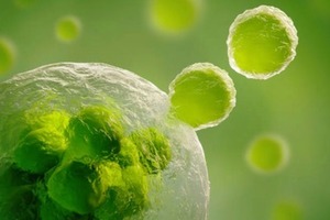 Leaps by Bayer invests in cancer vaccines