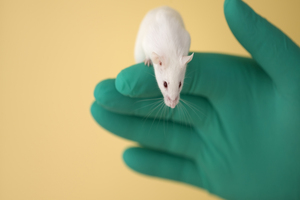 Lonza expands stem cell offering for humanised mouse models 