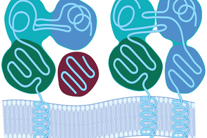 Lonza introduces hi-res HLA-typed primary cell lots