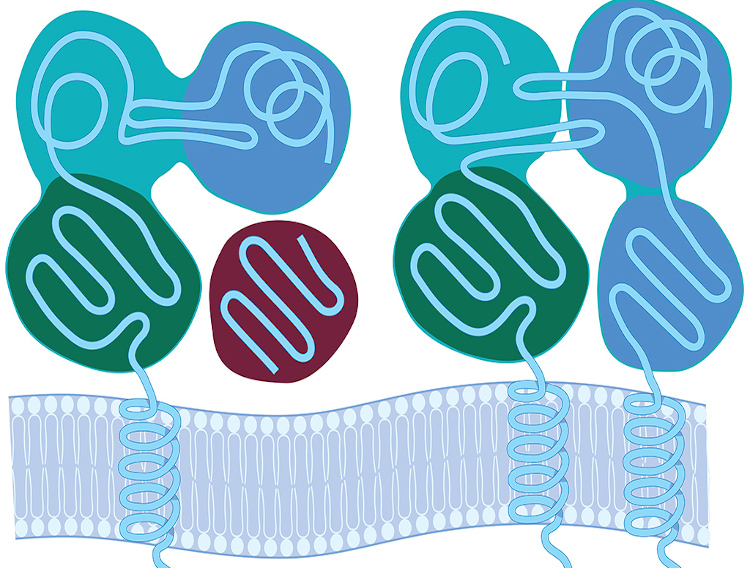 Lonza introduces hi-res HLA-typed primary cell lots