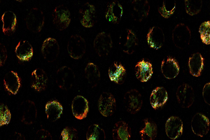 Lonza to supply prequalified cells for CN Bio OOC technology
