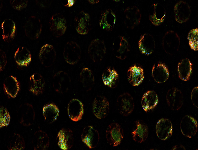 Lonza to supply prequalified cells for CN Bio OOC technology