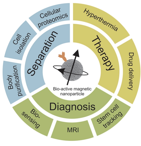 Magnetic nanoparticles for biomedical separation, diagnosis and therapy