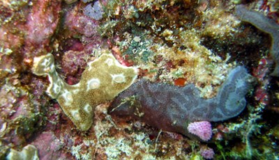 Fiji Seasquirt is just one marine species that could be used in medicines research