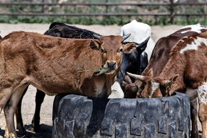 Medicine and food authorities strongly recommend re-think of antimicrobials use in livestock
