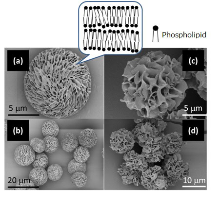 Mesoporous particles for the development of safe drug delivery systems