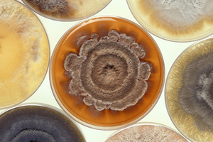 Microbial identification of drug contamination: MALDI-TOF MS as an efficient alternative