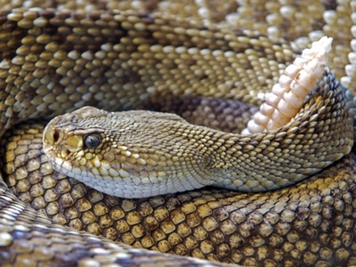 MicroPharm to invest £2m on key production centre for anti-venom in Wales