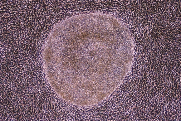 Millipore's MEL cell lines advance stem cell research