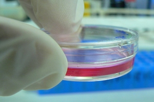 MilliporeSigma invests $25m into cell culture media