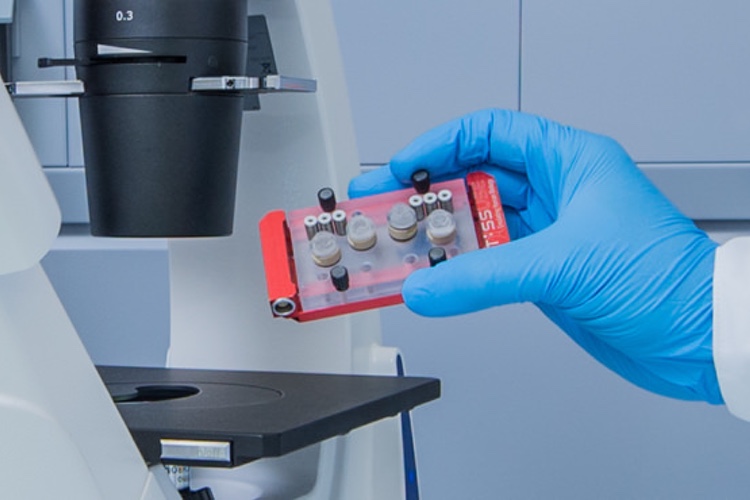 Miniaturised organ equivalents for drug testing