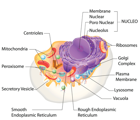 Mitochondria lead to new targets for drug discovery 