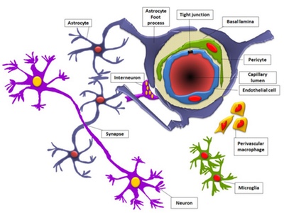 Model may help science overcome the brain’s fortress like barrier