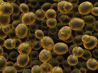 Modified yeast could be new cancer cure