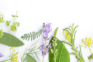 Mologic launches rapid diagnostic test for fungal crop pathogen Botrytis