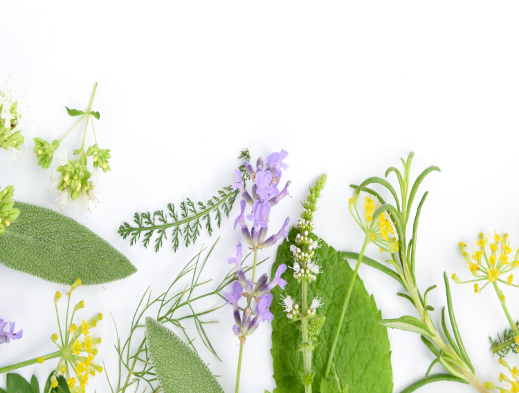 Mologic launches rapid diagnostic test for fungal crop pathogen Botrytis