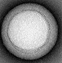 Transmission Electron Microscopy (TEM)