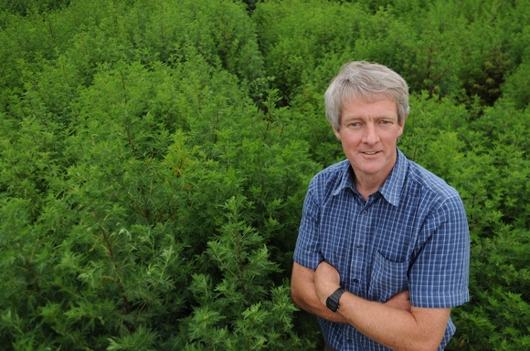 Natural anti-malaria drug yield improved nearly three-fold by UK crop scientists