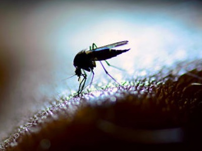 New combination of drugs proves effective against malaria