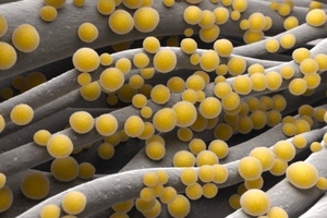 New defence in the battle against superbugs