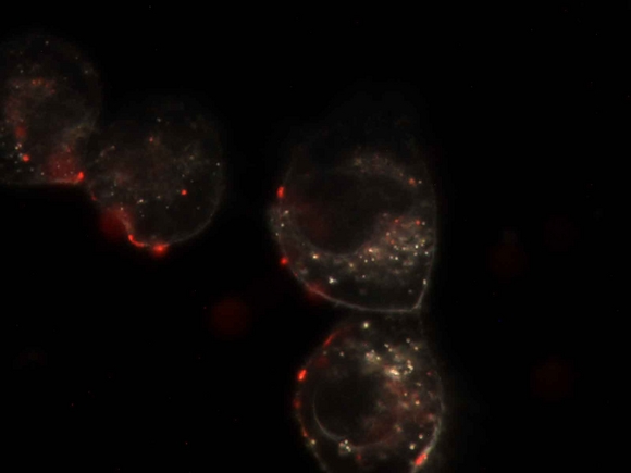 New funding for project on safety and optimisation of drug-based-nanoparticles