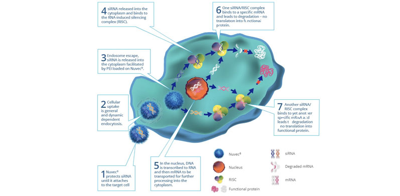 New-generation silica nanoparticles: the next big thing in siRNA delivery systems for cancer treatment?