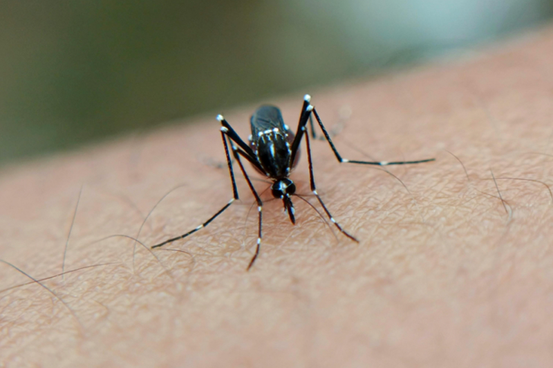 New kinase inhibitor shows promise for treatment-resistant malaria