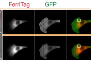 New method discovered to view proteins inside human cells