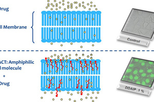 New route to enhance drug permeation