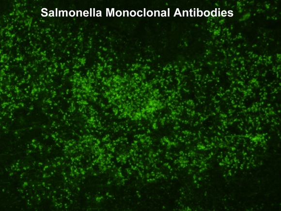 New Salmonella Monoclonal Antibodies