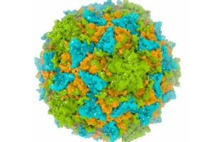 New synthetic polio vaccine candidate visualised at the atomic scale at Diamond