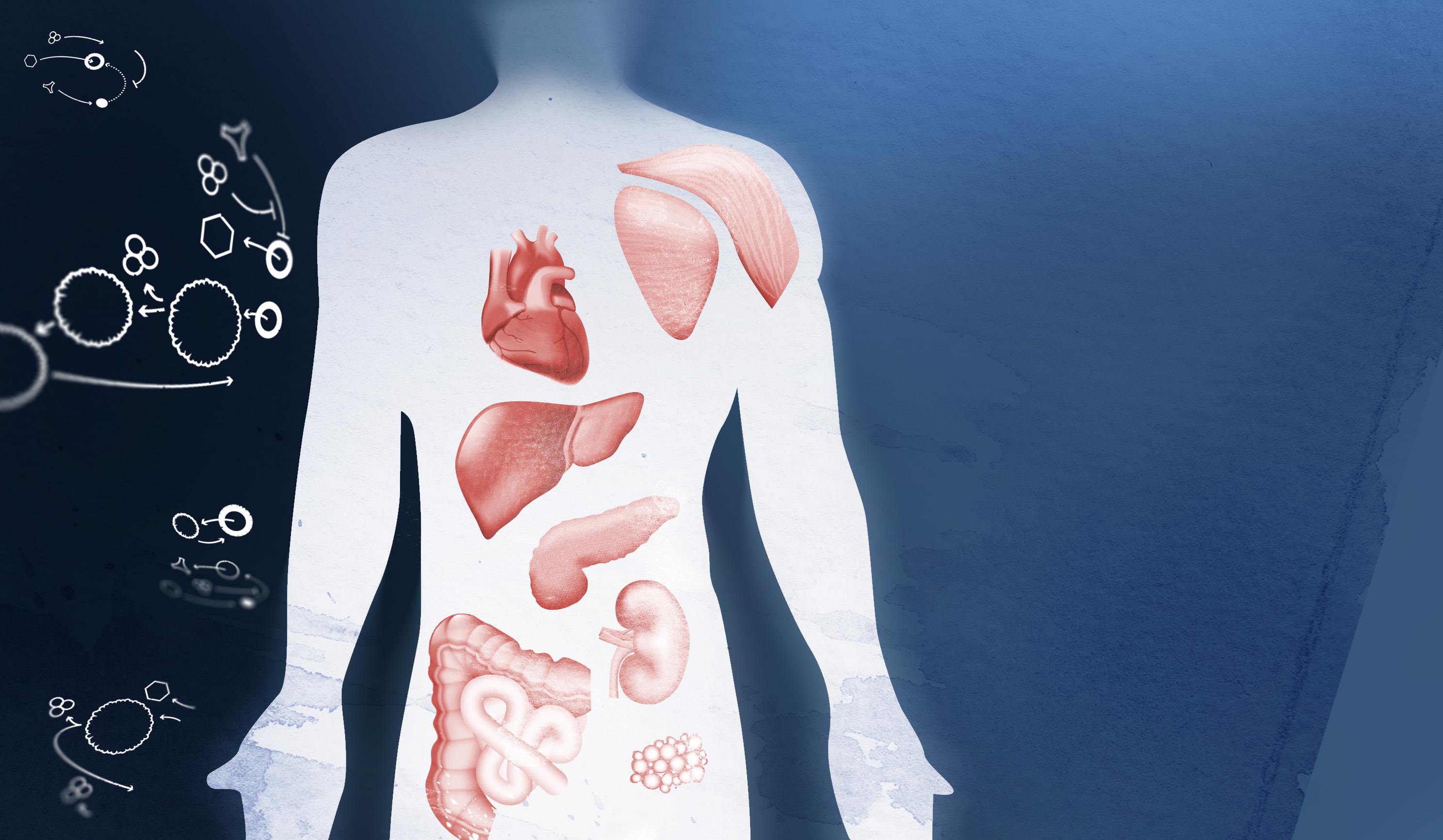 New technology links chronic inflammation to shorter lifespan