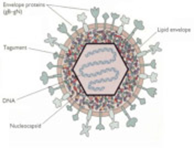 No hiding place for herpes