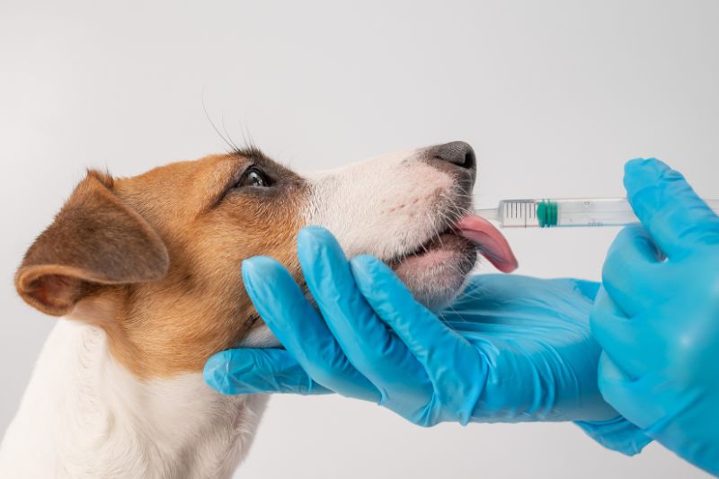 NOAH calls for Veterinary Medicines Agreement amid concerns over Northern Ireland veterinary medicines supply changes