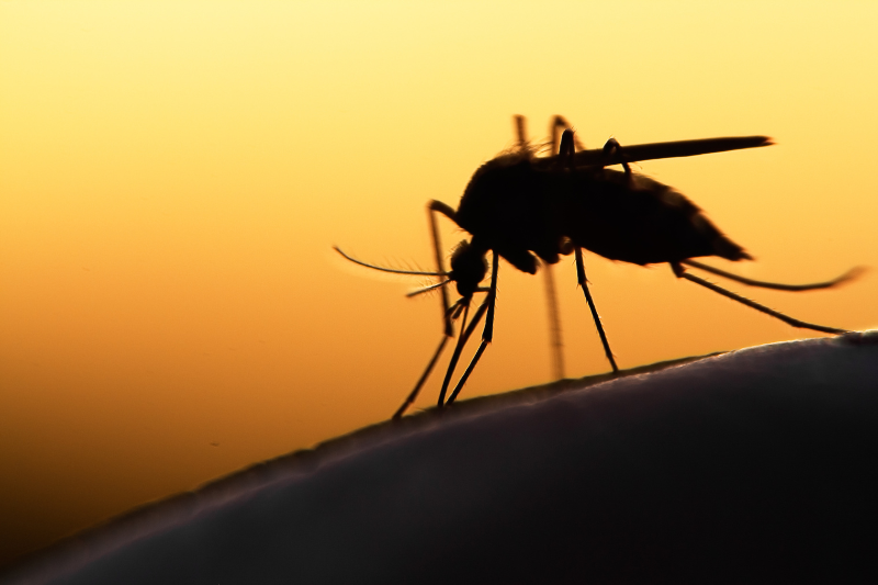 Novartis’ next-generation malaria treatment GanLum hits Phase III target with 97% cure rate