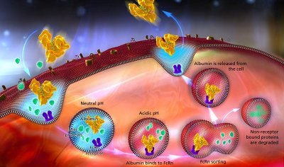 Novozymes and EpiVax to develop autoimmune diseases treatment